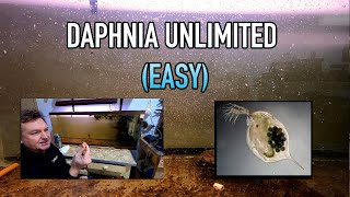 How I Raise Daphnia Water Fleas And You Can Too [upl. by Julia]