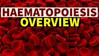 HAEMATOPOIESIS  OVERVIEW  DrSonu Yadav  Pathology Kingdom  Haematology [upl. by Akima]