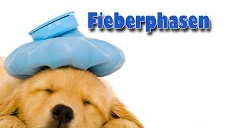 Fieberphasen  Pflege Kanal [upl. by Teirrah]