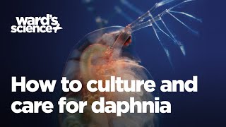 Caring and Culturing for Daphnia [upl. by Ynitsed]