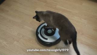 Cat shows HOW TO use iRobot Roomba Vacuum [upl. by Iror]