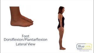 Foot Dorsiflexion Plantarflexion [upl. by Auqeenahs]