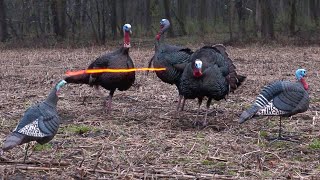 50 Gobblers in 5 Minutes ULTIMATE Turkey Hunting Compilation [upl. by Nongim460]