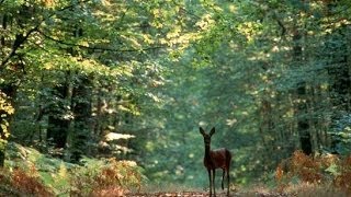 A la découverte de la Forêt  Documentaire francais sur la Nature [upl. by Karel345]