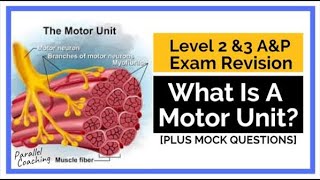 What is a Motor Unit [upl. by Naitsirhc391]