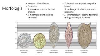 Tremátodos Paragonimus y Schistosoma [upl. by Anawt750]