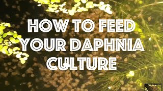 How To Feed Your Daphnia Culture [upl. by Odnalo]