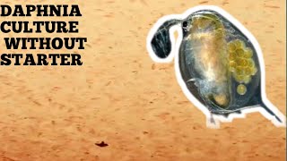 HOW TO CULTURE DAPHNIA NATURALLY WITHOUT A STARTER [upl. by Wendi]