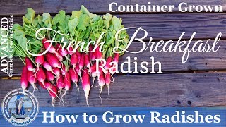 How to Grow Radishes PROGRESSION Complete Growing Guide [upl. by Pinto]