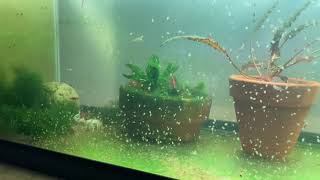 Daphnia Culturing Snails or no snails [upl. by Vaenfila]