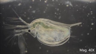 Daphnia magna under the Microscope [upl. by Han964]