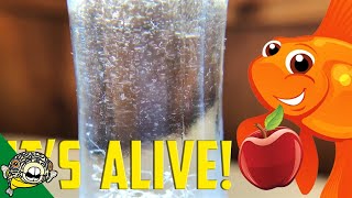 How to culture Vinegar Eels The EASY Way Live Fish Food [upl. by Aisitel]