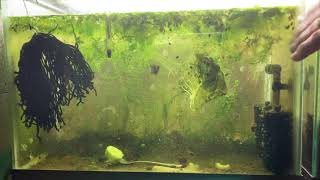 Scuds Daphnia Cherry Shrimp Copepods My aquatic food culture [upl. by Erwin]