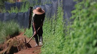 Jiaogulan Tea produced without compromise in Thailand [upl. by Jenica]