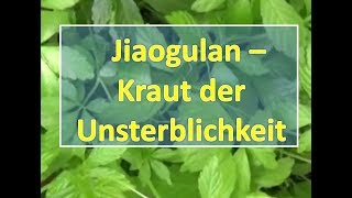 Jiaogulan  Kraut der Unsterblichkeit [upl. by Yenitsed]