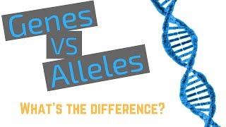 Genes vs Alleles [upl. by Amathiste]