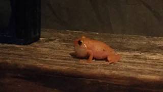 Big island Hawaii Coqui Frogs  Hawaiis Cute Menance [upl. by Ahsaten]