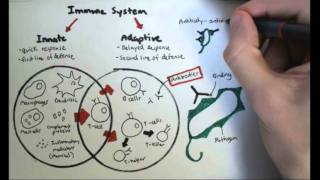 Immunology Overview [upl. by Goldin]