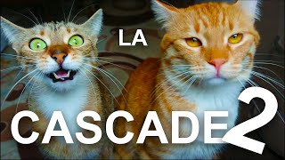 LA CASCADE 2  PAROLE DE CHAT [upl. by Ginsberg]