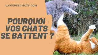 Vos chats se battent  Vraiment [upl. by Killigrew933]