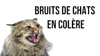 Bruits de chats en colère [upl. by Nagiam]