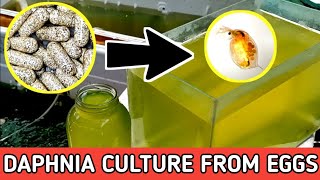 HOW TO HATCH DAPHNIA EGGS  HOW TO CULTURE DAPHNIA [upl. by Anelej]