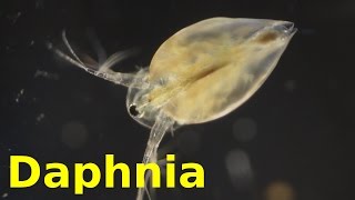 Daphnia [upl. by Brownley]