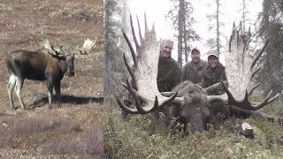 Monster Alaskan Bull Moose [upl. by Weisberg]