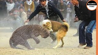 BATTLE BETWEEN A DOG AND A LEOPARD WHO WILL WIN [upl. by Carmen]