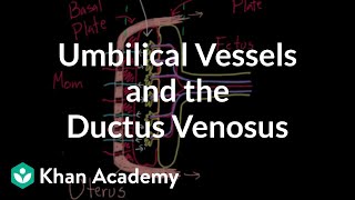 Umbilical vessels and the ductus venosus  Circulatory system physiology  NCLEXRN  Khan Academy [upl. by Aninnaig]