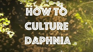 How To Culture Daphnia Magna [upl. by Ylus513]