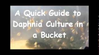 How to culture daphnia outside [upl. by Aekim882]