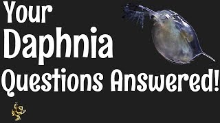 Daphnia Questions Answered [upl. by Lledra56]