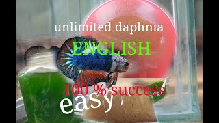 daphnia moina culture Easy way Unlimited production English  with sub Green water Chlorella [upl. by Hcone]