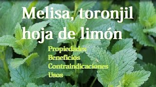 Melisa o toronjil propiedades beneficios contraindicaciones usos y mas [upl. by Aleunamme232]