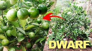 HOW TO MAKE IT DWARF Calamansi [upl. by Ruamaj487]