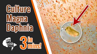 How to culture DAPHNIA MAGNA  The easy way [upl. by Orvah340]