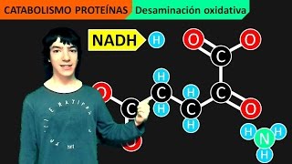 Catabolismo Proteínas Desaminación y Transaminación [upl. by Anaytat]