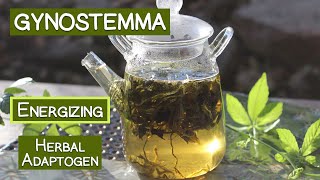 Gynostemma Tea Long Revered Herbal Adaptogen [upl. by Ettenav]