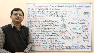 Diabetes Mellitus Part10 Mechanism of Action of Sulfonylurease  Antidiabetic Drugs  Diabetes [upl. by Ajax]