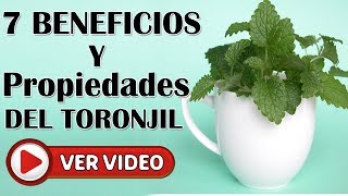 TORONJIL Propiedades Y Beneficios De Esta Poderosa Planta Medicinal Melissa Officinali [upl. by Garwood158]