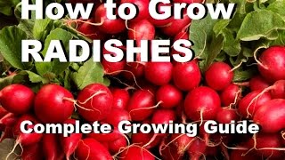 How to grow radishes  Complete Growing Guide [upl. by Adnohrahs664]