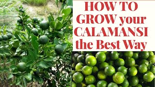 HOW TO GROW CALAMANSI  Wastong Pagtanim ng Kalamansi [upl. by Vashtee]