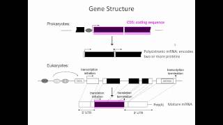 Gene Structure [upl. by Llehsyt]