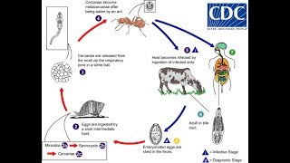 Dicrocoelium dendriticum The lancet liver fluke [upl. by Enivid]