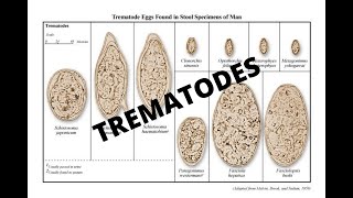 Parasitology 101 Trematodes [upl. by Hsima]