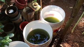 How to grow Green Water Algae [upl. by Viv394]