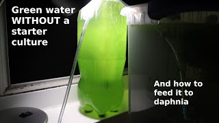 Green Water WITHOUT a Starter Culture  From Scratch  How To [upl. by Asseral]