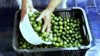 Calamansi Concentrate Processing [upl. by Wooldridge679]