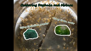 How To Culture Daphnia and Moinas using Green Water Spirulina powder [upl. by Alta312]